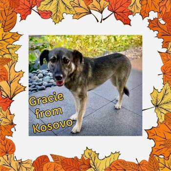 Gracie -  Shepherd Dog for Adoption in Raleigh, North Carolina - Gracie | PetCurious