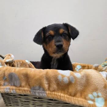 Australian Cattle Dog Blue Heeler Dogs Available for Adoption in Chatham, Virginia - Alexandria | PetCurious