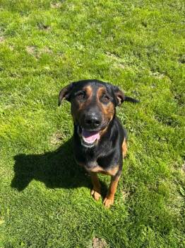 Jasper -  German Shepherd Dog and Labrador Retriever Dog for Adoption in Findlay, Ohio - Jasper | PetCurious