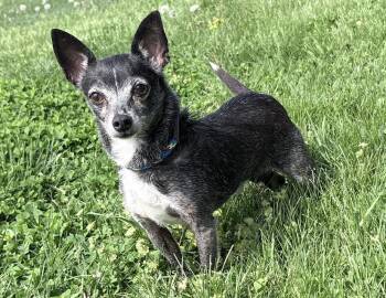 Chihuahua Dogs Available for Adoption in Columbus, Indiana - Cooper | PetCurious