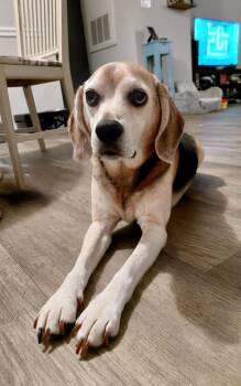 Louie -  Beagle Dog for Adoption in Stoughton, Massachusetts - Louie | PetCurious