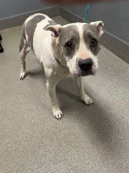 Rescue Pit Bull Terrier Dogs for Adoption in Las Vegas, Nevada - MAKA | PetCurious