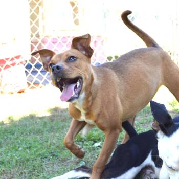 Rescue Boxer and Pug Dogs for Adoption in Athens, Alabama - Tani | PetCurious