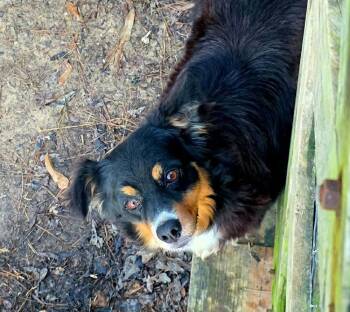 Australian Shepherd Dogs Available for Adoption in Syracuse, New York - Mariah | PetCurious