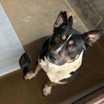 Bubba -  American Staffordshire Terrier and Mixed Breed Dog for Adoption in Stephenville, Texas - Bubba | PetCurious