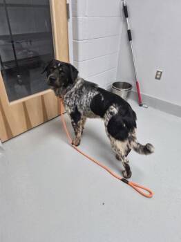 Ic 9 Oogie Boogie -  Australian Shepherd and Border Collie Dog for Adoption in Lawrenceville, Georgia - Ic 9 Oogie Boogie | PetCurious