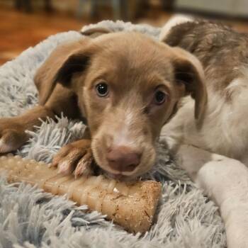 Annie -  Chocolate Labrador Retriever and Australian Shepherd Dog for Adoption in Lakewood Ranch, Florida - Annie | PetCurious