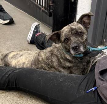 Gloria -  Mountain Cur Dog for Adoption in Cleveland, Ohio - Gloria | PetCurious