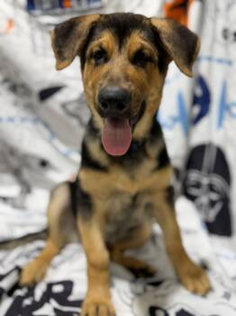 Bodie -  German Shepherd Dog Dog for Adoption in Glendale, Arizona - Bodie | PetCurious
