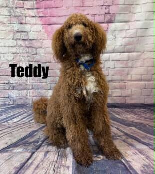 Goldendoodle Dogs Available for Adoption in Quincy, Michigan - Teddy | PetCurious