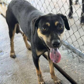 Rescue Cattle Dog Dogs for Adoption in Anahuac, Texas - Deedee | PetCurious