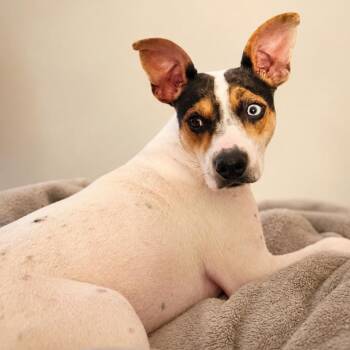 Hope -  Rat Terrier and Catahoula Leopard Dog Dog for Adoption in Poinciana, Florida - Hope | PetCurious
