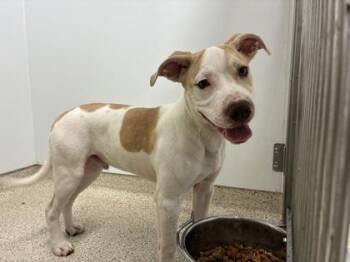 Mixed Breed Dogs Available for Adoption in Lafayette, Indiana - Ford | PetCurious