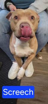 Mixed Breed Dogs Available for Adoption in Mckeesport, Pennsylvania - Screech | PetCurious