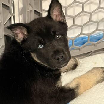 Noodle -  German Shepherd Dog and Husky Dog for Adoption - Noodle | PetCurious