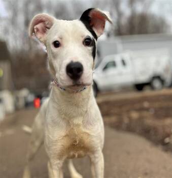 Pit Bull Terrier Dogs Available for Adoption - KARNER BLUE | PetCurious