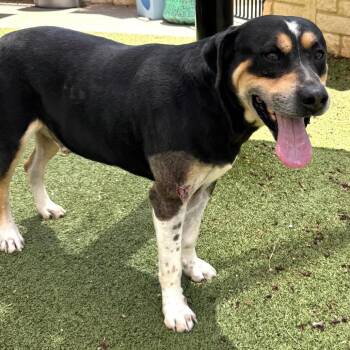 Pit Bull Terrier Dogs Available for Adoption in Midland, Texas - FWT General | PetCurious