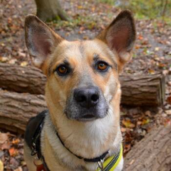 Shiloh -  Husky and German Shepherd Dog Dog for Adoption in Oakville, Ontario - Shiloh | PetCurious