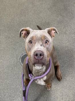 Mixed Breed Dogs Available for Adoption - TITOS | PetCurious