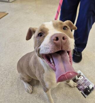 Pit Bull Terrier Dogs Available for Adoption in Hagerstown, Maryland - MAGGIE | PetCurious