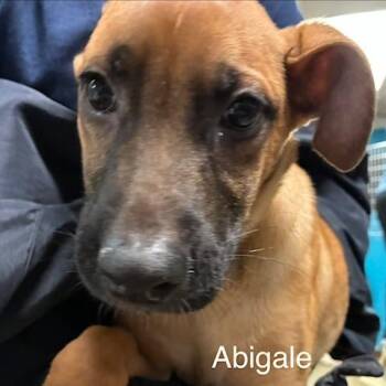 Abigale -  Mixed Breed Dog for Adoption in Knoxville, Tennessee - Abigale | PetCurious