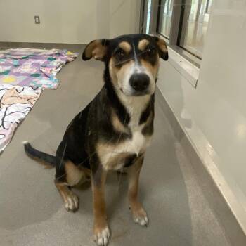 Hound and Shepherd Dogs Available for Adoption in Lynchburg, Virginia - Bella | PetCurious