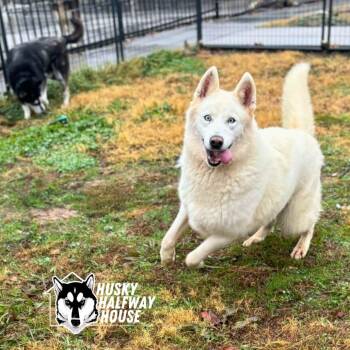 Rescue Husky Dogs for Adoption in Eufaula, Oklahoma - Sierra | PetCurious