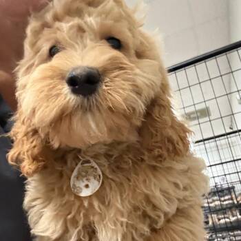 Garth -  Cockapoo Dog for Adoption in Normal, Illinois - Garth | PetCurious