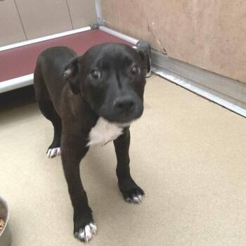 Mixed Breed Dogs Available for Adoption - Brassy | PetCurious