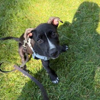 Ripple -  Pit Bull Terrier Dog for Adoption in Fountain Hill, Pennsylvania - Ripple | PetCurious