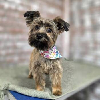 Yorkshire Terrier Dogs Available for Adoption in Marion, North Carolina - Brandy | PetCurious