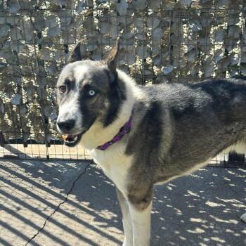 Husky and Mixed Breed Dogs Available for Adoption - Tonto | PetCurious