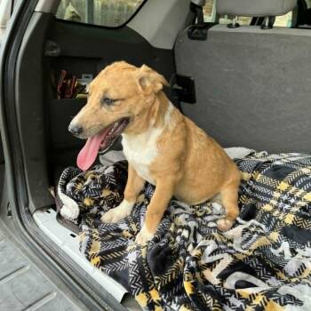 Glen Of Imaal Terrier and Belgian Shepherd Malinois Dogs Available for Adoption in Harlingen, Texas - Jessie | PetCurious