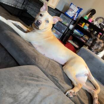 Asoka -  Husky and Pit Bull Terrier Dog for Adoption in Maryville, Tennessee - Asoka | PetCurious