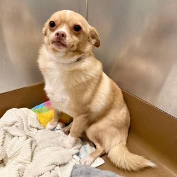 Theodore -  Chihuahua Dog for Adoption in Agoura Hills, California - Theodore | PetCurious