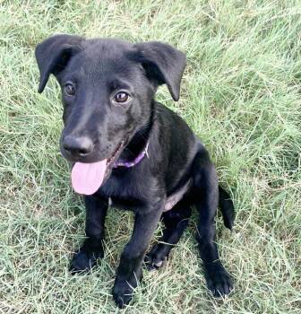 Labrador Retriever Dogs Available for Adoption - Scout | PetCurious