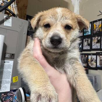 Mixed Breed Dogs Available for Adoption - Ford | PetCurious