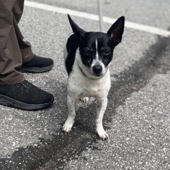 Newspupper -  Mixed Breed Dog for Adoption in Glenfield, New York - Newspupper | PetCurious