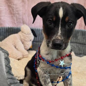 Reid -  Rat Terrier Dog for Adoption in Wiggins, Mississippi - Reid | PetCurious