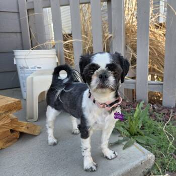 Shih Tzu Dogs Available for Adoption in Loveland, Colorado - AMELIA | PetCurious