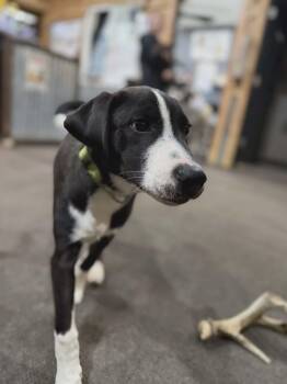 Black Labrador Retriever and Border Collie Dogs Available for Adoption - North | PetCurious