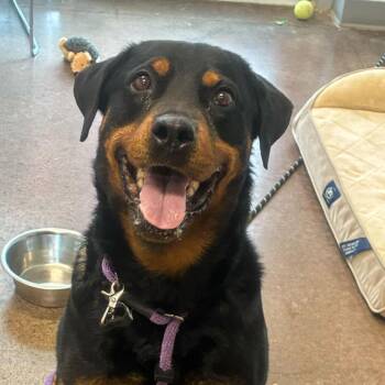 Rottweiler Dogs Available for Adoption in Chattanooga, Tennessee - Brandy | PetCurious
