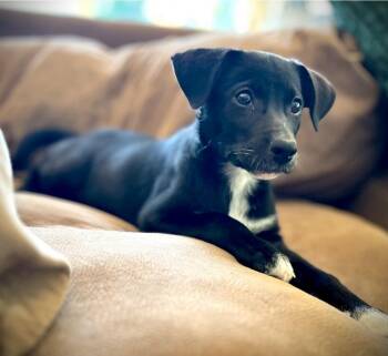 Yellow(Trudy) -  Hound and Foxhound Dog for Adoption in Columbia, Illinois - Yellow(Trudy) | PetCurious
