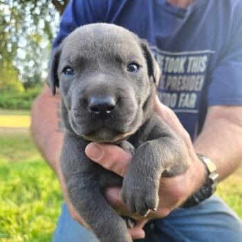 Vivien -  Boxer and Mixed Breed Dog for Adoption in Oakville, Washington - Vivien | PetCurious