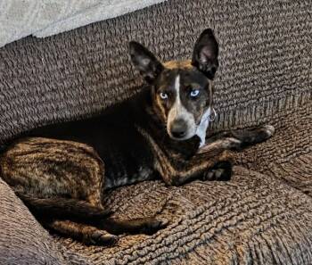 Mixed Breed Dogs Available for Adoption in Wausau, Wisconsin - Bluey | PetCurious