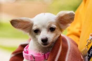 Mixed Breed Dogs Available for Adoption in West Chester, Pennsylvania - Lilac | PetCurious