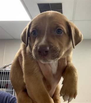 COFFEE BEAN -  German Shepherd Dog and Mixed Breed Dog for Adoption in Visalia, California - COFFEE BEAN | PetCurious