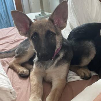 Mindy -  German Shepherd Dog Dog for Adoption in New Orleans, Louisiana - Mindy | PetCurious