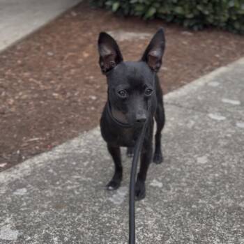 Perrito -  Chihuahua Dog for Adoption in Newberg, Oregon - Perrito | PetCurious