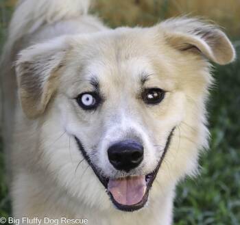 Knight -  Australian Shepherd Dog for Adoption in Nashville, Tennessee - Knight | PetCurious